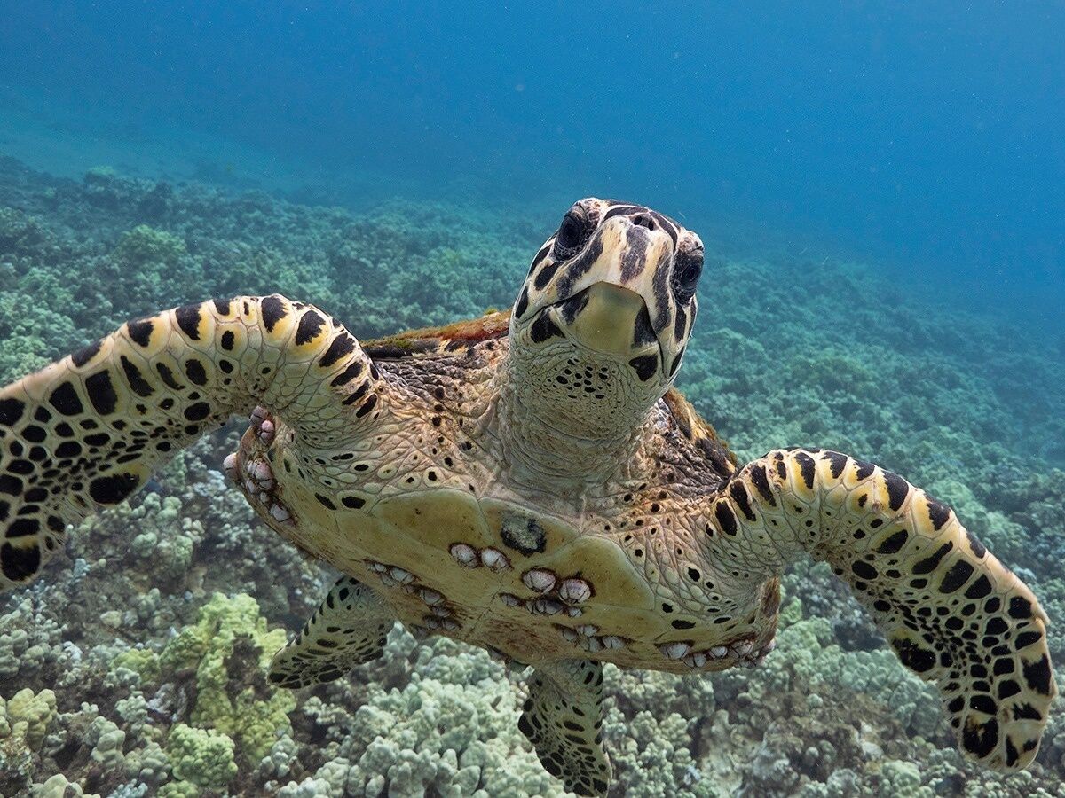 Hawksbill Sea Turtle